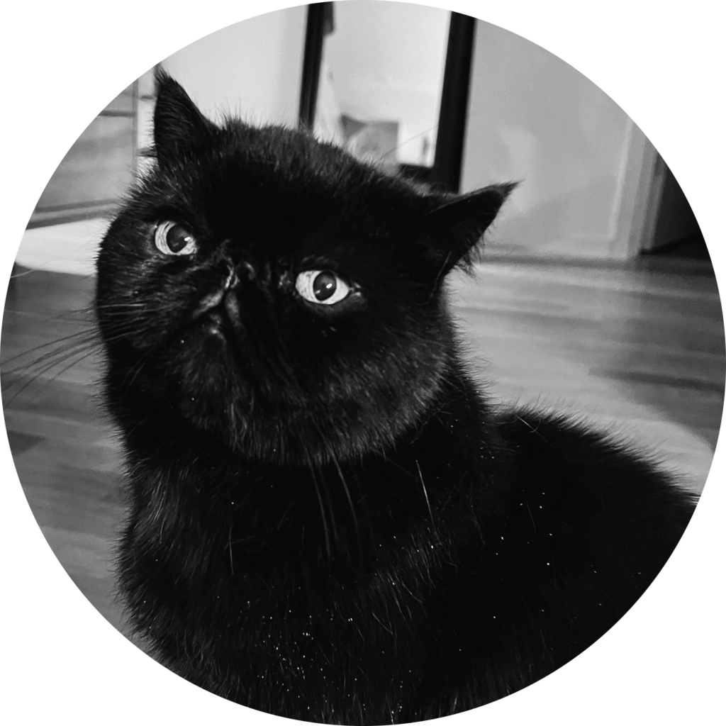 Stiligt - En svart katt som sitter på ett stiligt trägolv.